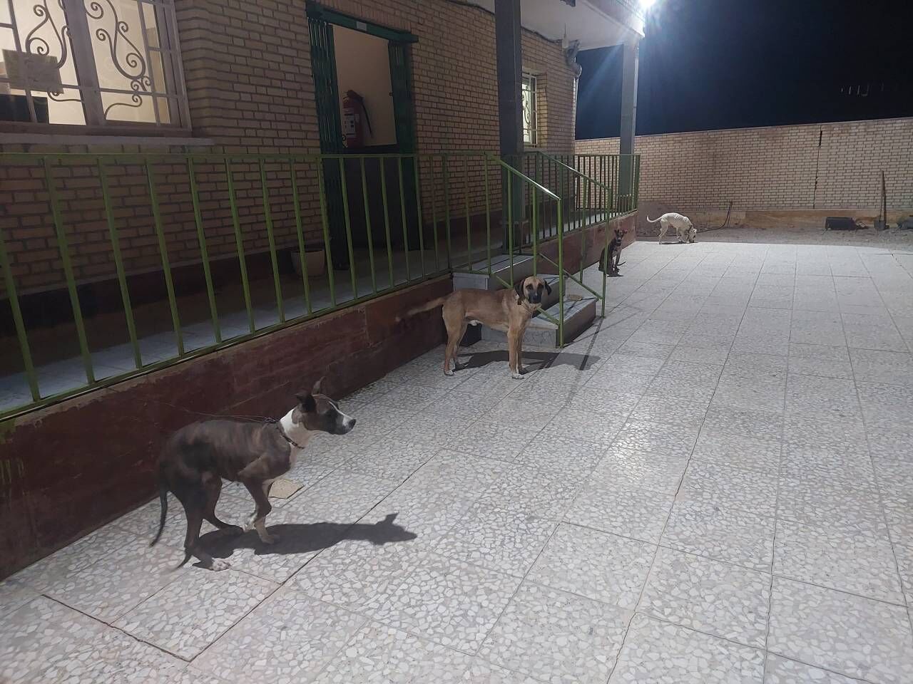 شکارچیان تشی در دشتستان دستگیر شدند