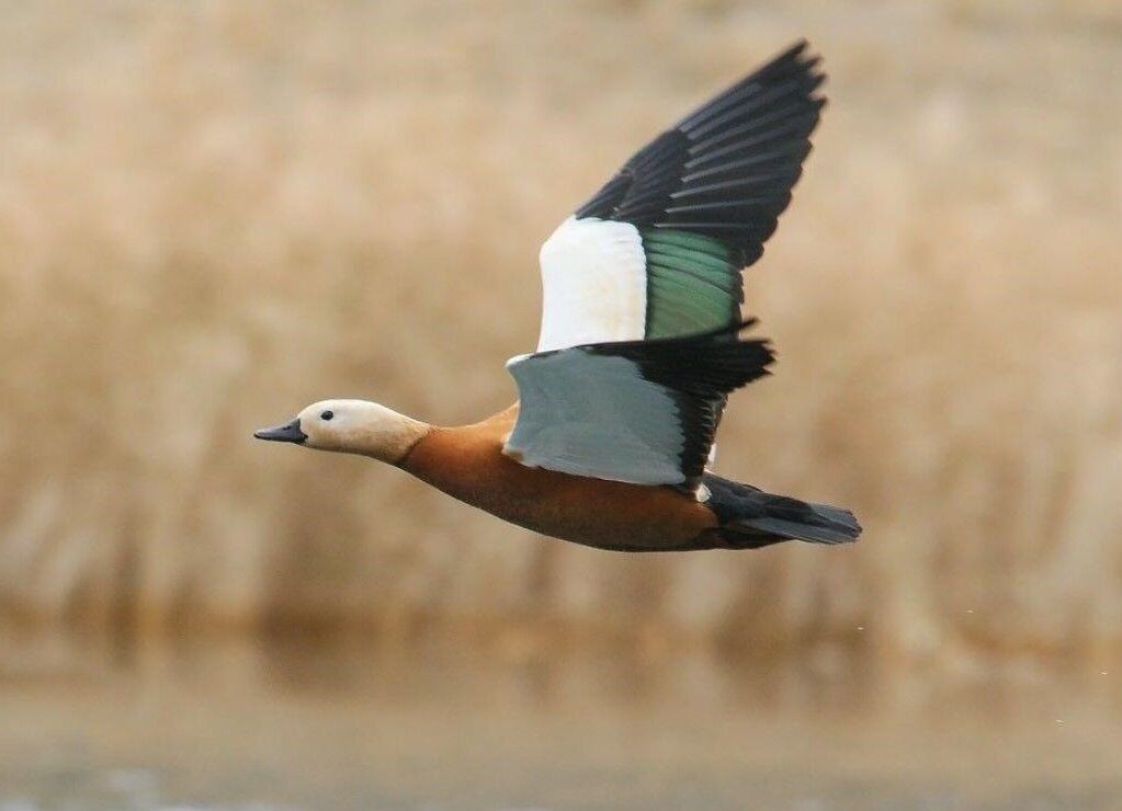 آغاز زمستان با پرواز آنقوت‌ها؛ نخستین مهمانان سیبری بر تالاب سولدوز نشستند