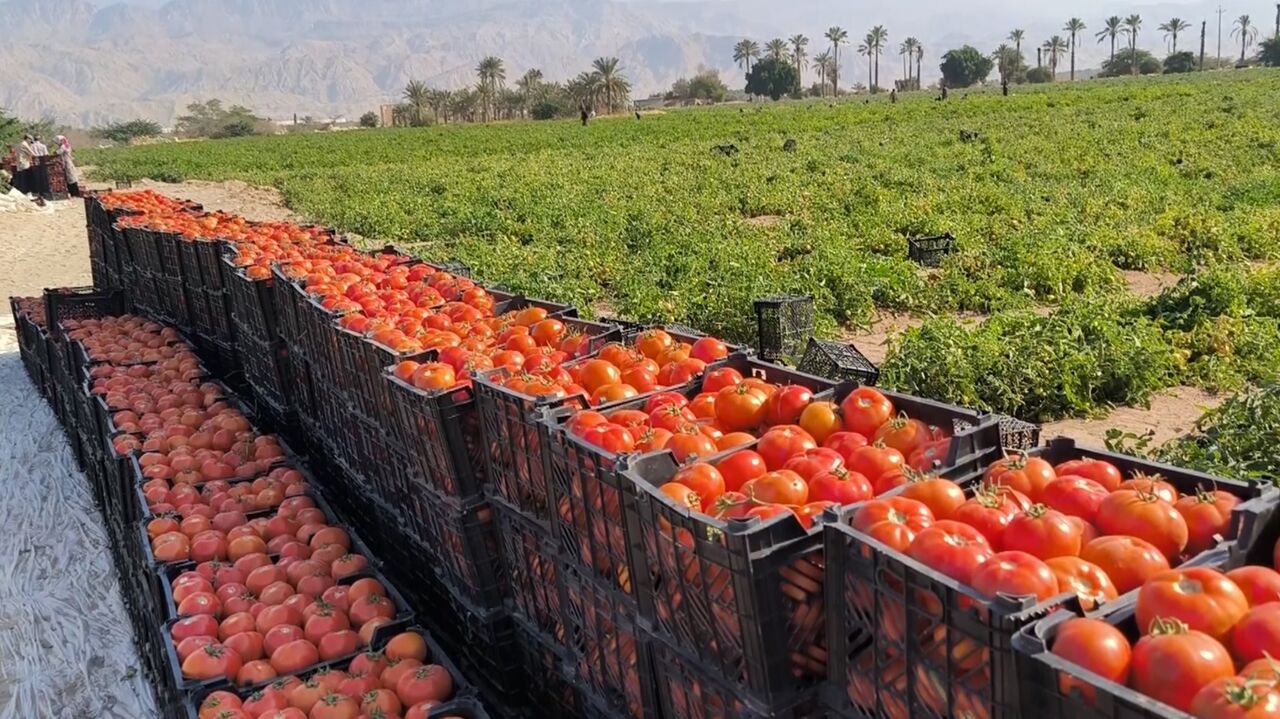 ورود گوجهفرنگی نوبر بوشهر به بازار قیمتها را نصف کرد ورود گوجهفرنگی نوبر بوشهر به بازار قیمتها را نصف کرد