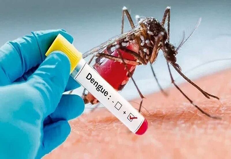 بارش‌های سال جاری موجب افزایش جمعیت پشه‌ها در استان بوشهر شد