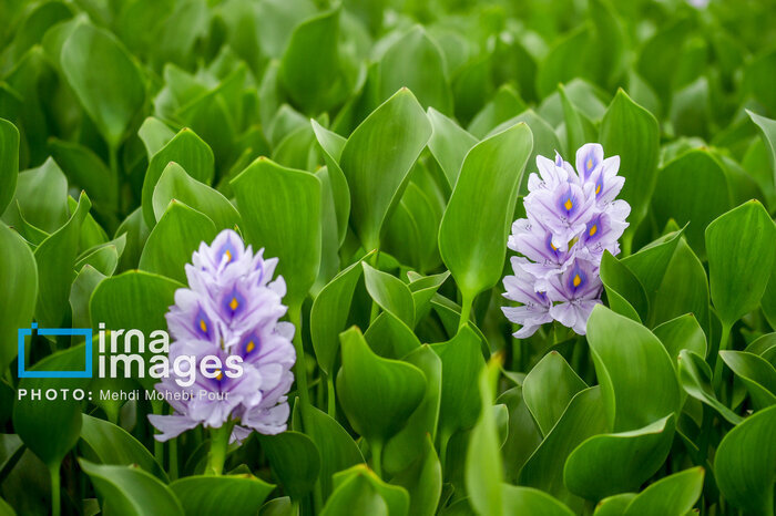 پیش‌روی شیطان آبی در مازندران/ خطر نابودی آب‌بندان ها را جدی بگریم