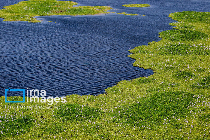 پیش‌روی شیطان آبی در مازندران/ خطر نابودی آب‌بندان ها را جدی بگریم