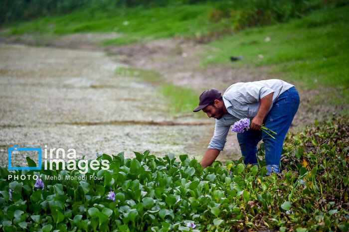 پیش‌روی شیطان آبی در مازندران/ خطر نابودی آب‌بندان ها را جدی بگریم