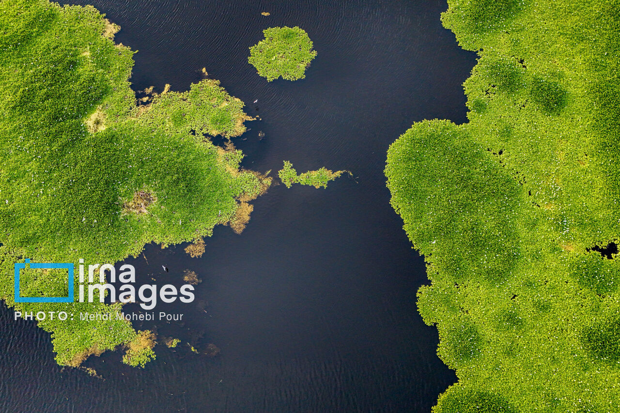 پیشروی شیطان آبی در مازندران/ خطر نابودی آب‌بندان ها را جدی بگریم