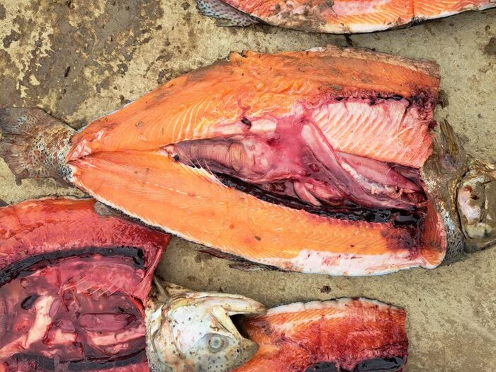 قزل آلای نهاوند زیر فشار کم‌آبی، آلودگی و بلاتکلیفی مجوزها