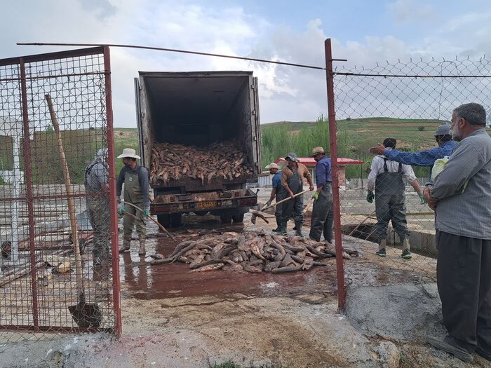 قزل آلای نهاوند زیر فشار کم‌آبی، آلودگی و بلاتکلیفی مجوزها