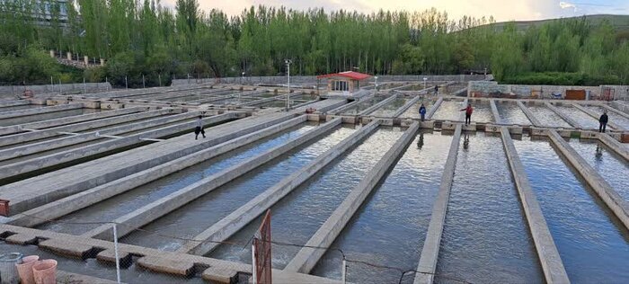 قزل آلای نهاوند زیر فشار کم‌آبی، آلودگی و بلاتکلیفی مجوزها