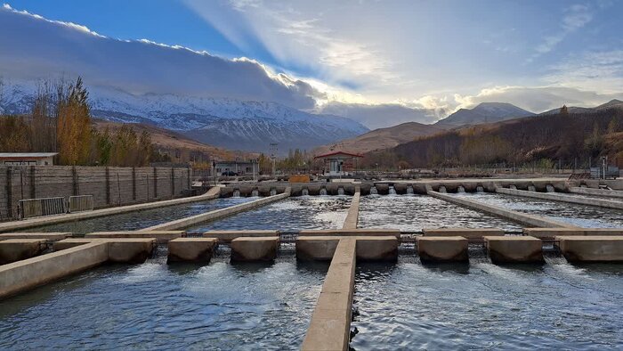 قزل آلای نهاوند زیر فشار کمآبی، آلودگی و بلاتکلیفی مجوزها