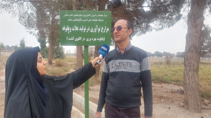 تریتیکاله و کاملینا؛ بهترین جایگزینهای خوراک دام در مناطق خشک