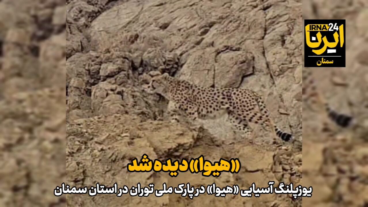 فیلم | «هیوا» دیده شد