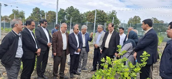 معاون وزیر جهادکشاورزی: نوسازی باغهای هرمزگان با ارقام تجاری و مقاوم در دستور کار است