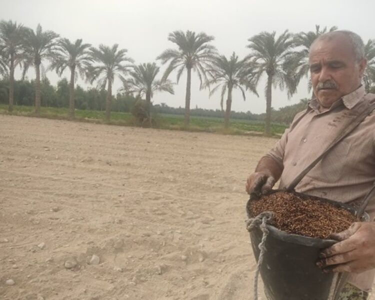 ۲ طرح تحقیقاتی علمی برای بهبود تولید گندم در بوشهر اجرا شد