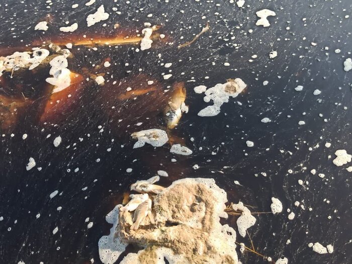 دلیل تلفات آبزیان در یکی از زهکشهای اندیمشک در حال ارزیابی است