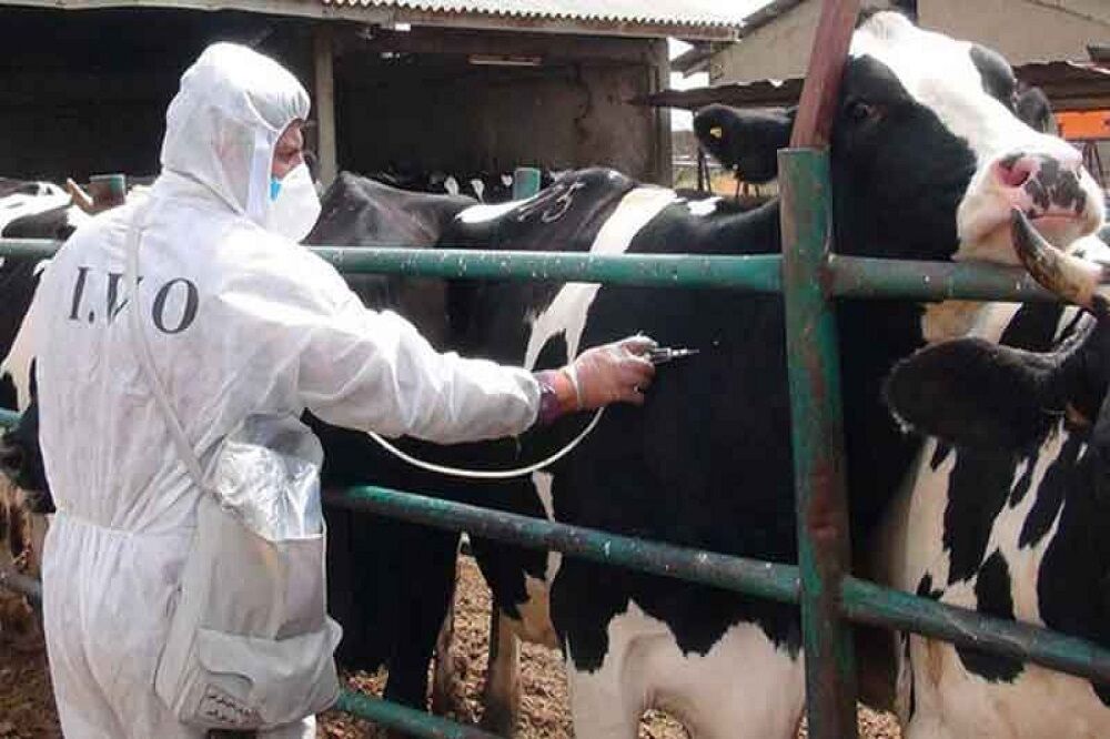۲ میلیون و ۲۶۰ هزار راس دام در اردبیل علیه تب برفکی واکسینه شد