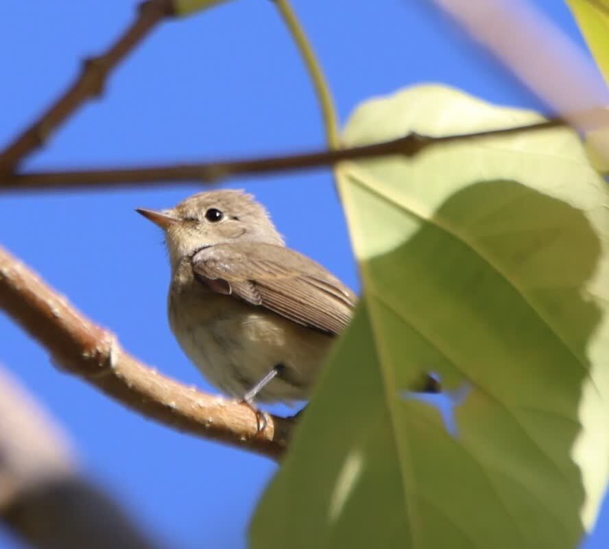 تسجيل أول مشاهدة مؤكدة لطائر "خاطف الذباب أحمر الصدر " في سنندج تسجيل أول مشاهدة مؤكدة لطائر "خاطف الذباب أحمر الصدر " في سنندج
