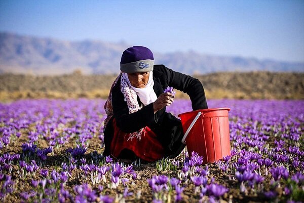 طلای سرخ فارس؛ از کشت تا چالش خامفروشی