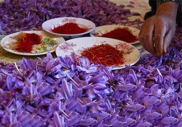 طلای سرخ فارس؛ از کشت تا چالش خامفروشی