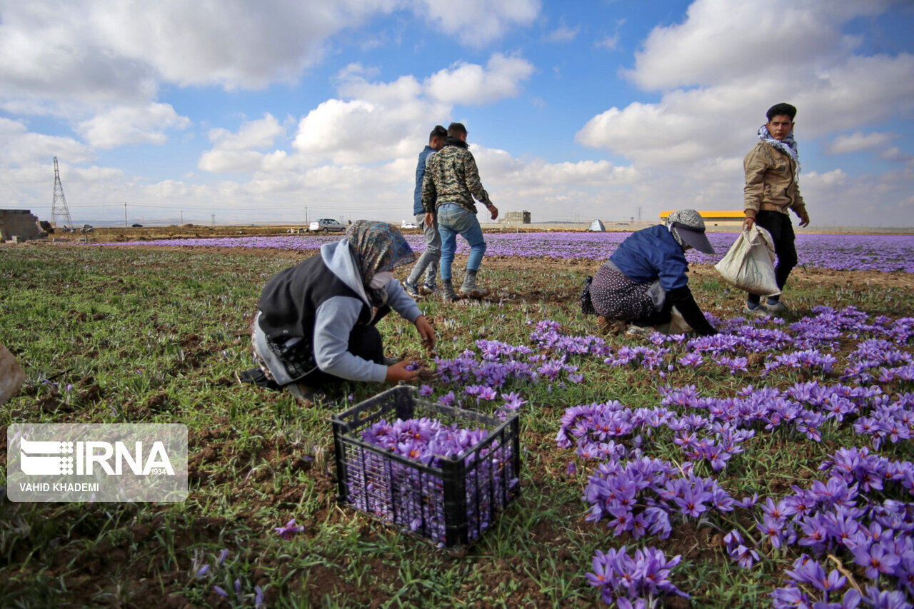 طلای سرخ فارس؛ از کشت تا چالش خام‌فروشی