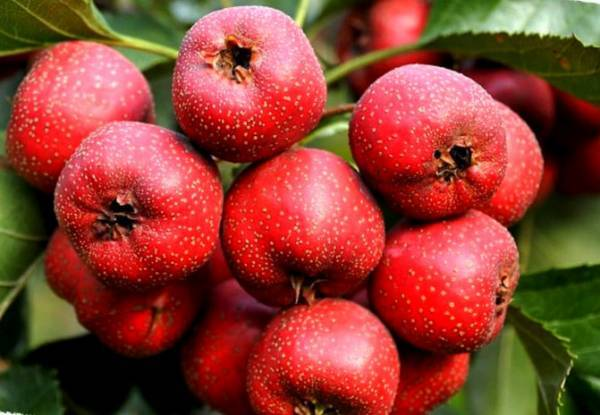 یک میوه با چند خاصیت؛ سلامت با زالزالک