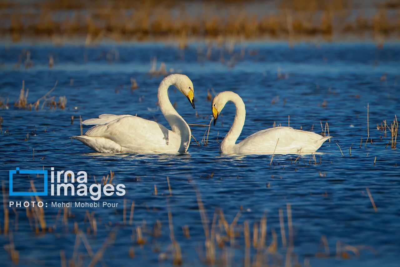 بازگشت ۴۵۰۰ پرنده به تالاب کانی‌برازان؛ بال‌های زندگی دوباره به پرواز درآمد