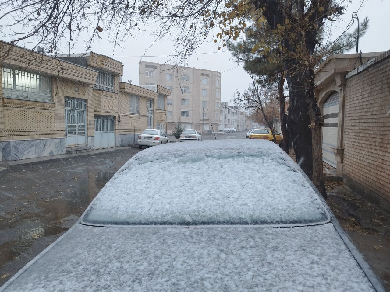 فیلم | بارش نخستین برف در تربت حیدریه