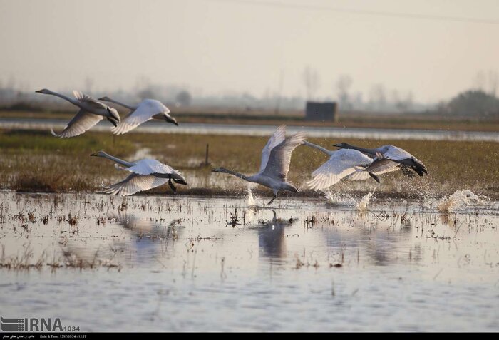 دمی حال خوش برای مازندران؛ قطعه کوک سرخرود با سمفونی مهاجران
