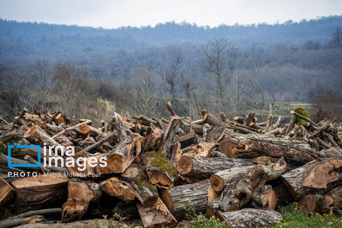 محموله قاچاق چوب جنگلی در آمل کشف شد