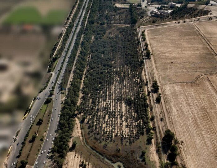 باغ ۲۲ هکتاری زیتون دزفول به شهرداری واگذار شد