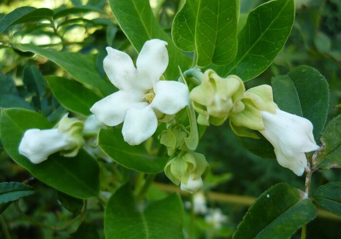 بوجاق گیلان نفس کشید؛ آغاز پاکسازی آروجیا تا افزایش قرقاول‌ها