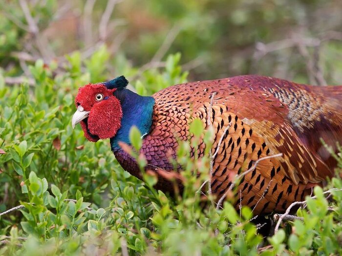 بوجاق گیلان نفس کشید؛ آغاز پاکسازی آروجیا تا افزایش قرقاول‌ها
