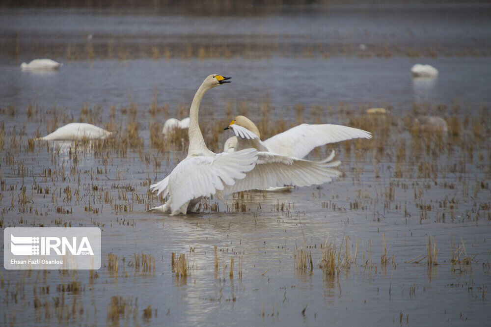 نخستین گروه قوها و غازهای مهاجر برای زمستان‌گذرانی وارد تالاب‌های گیلان شدند
