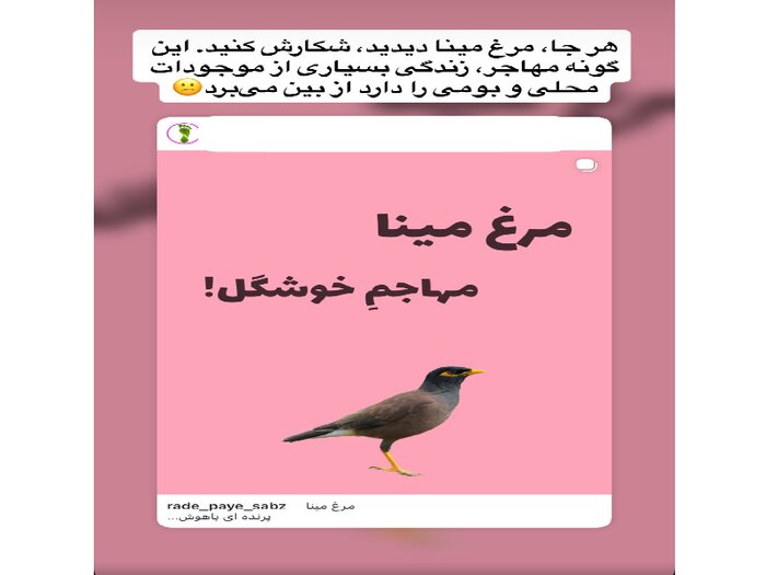 اظهارنظر غیرکارشناسی درباره شکار «مرغ مینا»؛ دعوت به شکار در لباس حفاظت