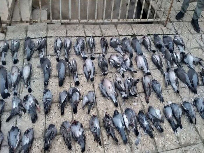 اظهارنظر غیرکارشناسی درباره شکار «مرغ مینا»؛ دعوت به شکار در لباس حفاظت