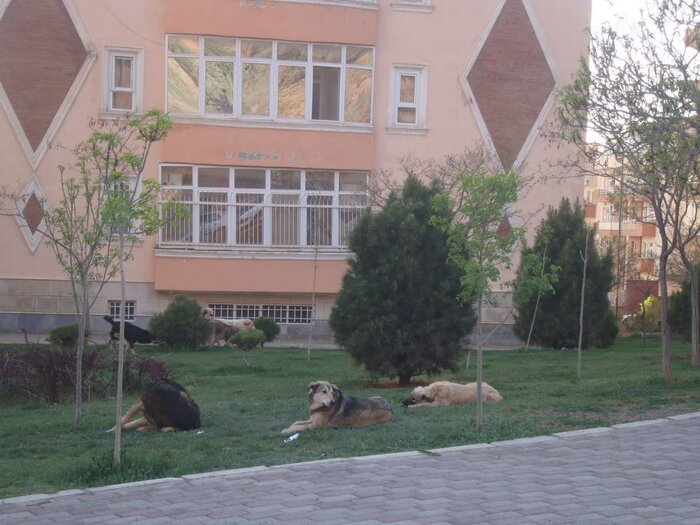 جولان سگهای ولگرد در تبریز؛ خلأ مسئولیت قانونی و هزینهای که جامعه میپردازد