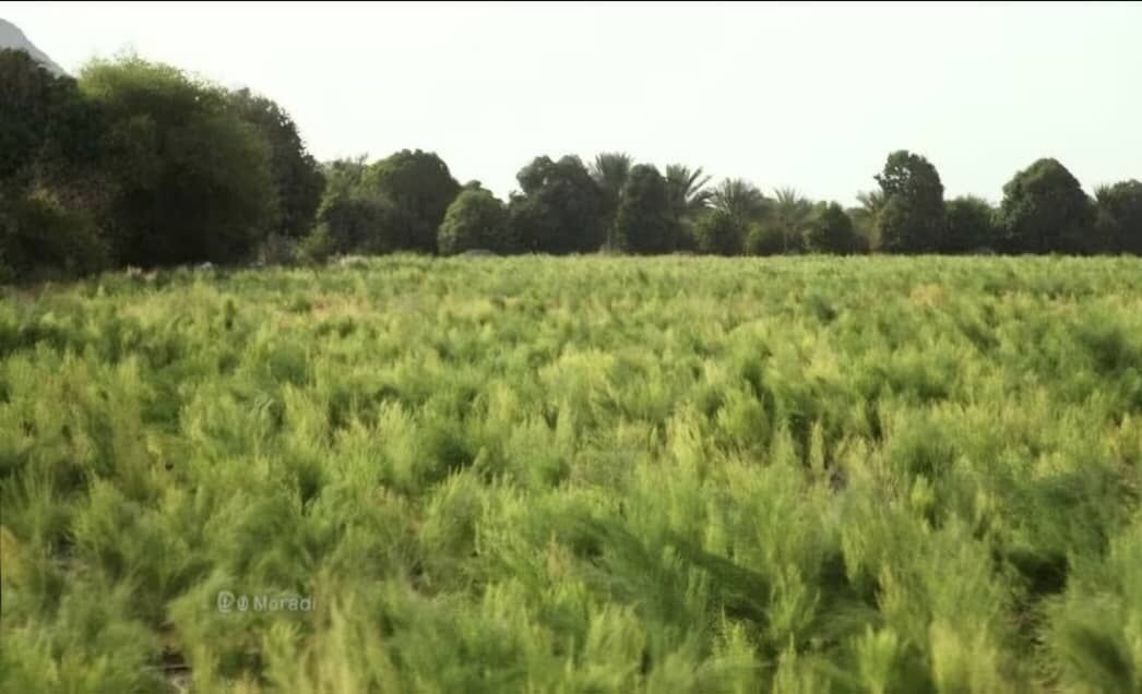 تولید گیاهان دارویی در هرمزگان سالانه‌ به ۹ هزار تن رسید