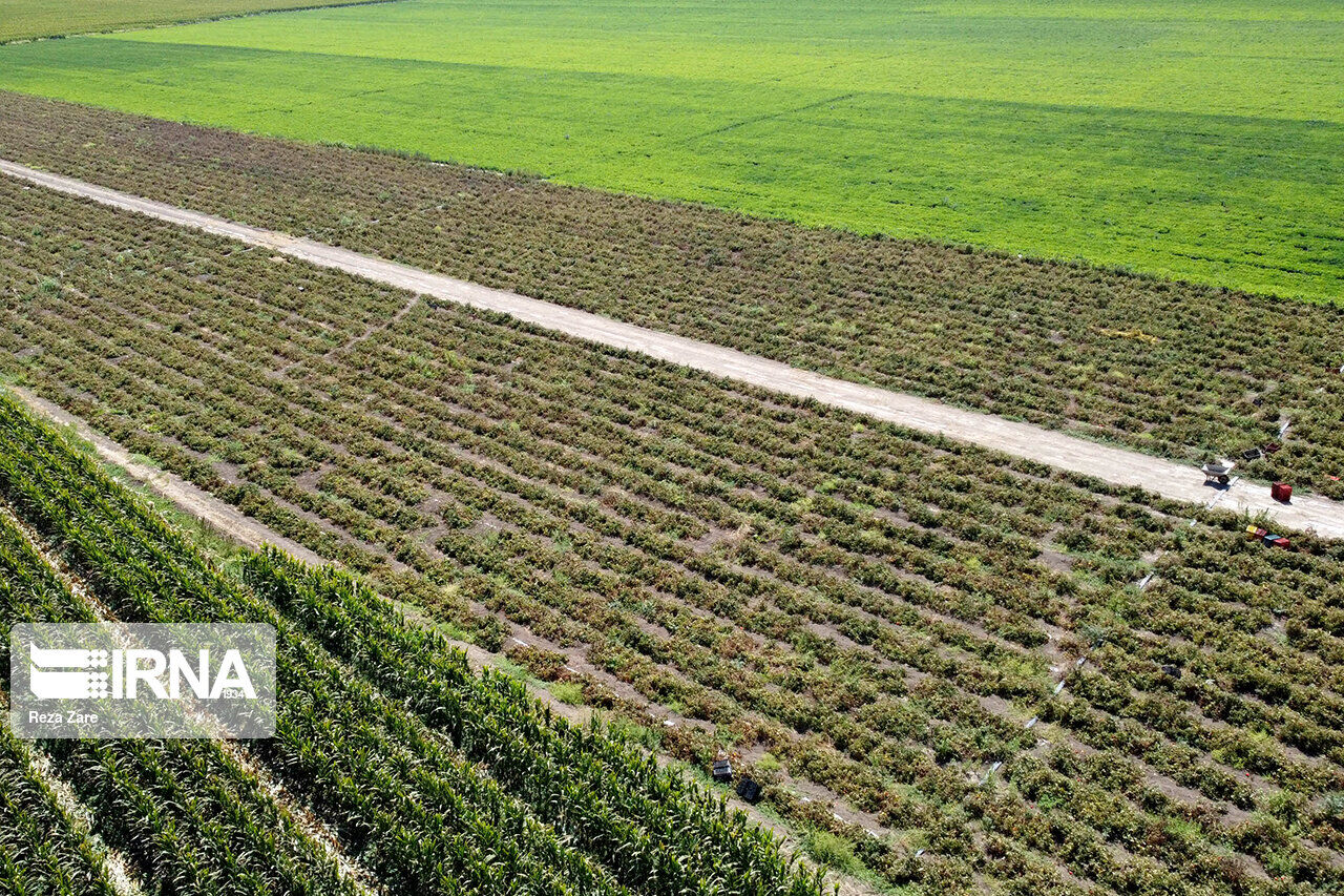 شفافیت در عرضه کود یارانه ای در کهگیلویه وبویراحمد/ صدور  ۵۵هزار حواله الکترونیک