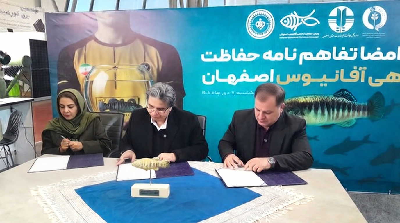 نقش «آفانیوس» بر پیراهن سپاهان