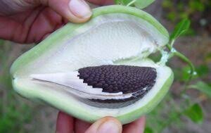 آروجیا، زیبای ویرانگر در هیرکانی