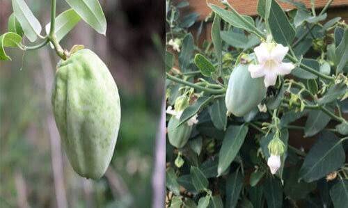 آروجیا، زیبای ویرانگر در هیرکانی