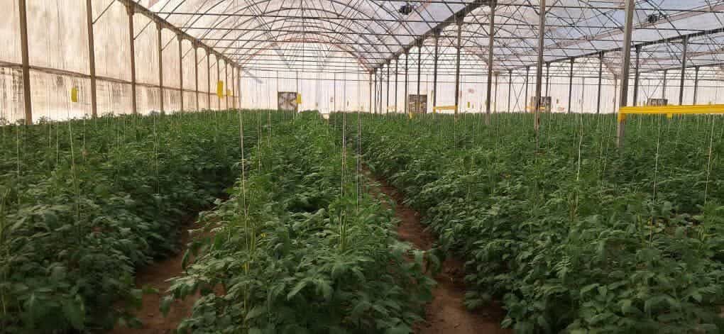 چهار مجتمع گلخانه در ایلام آماده واگذاری به سرمایهگذاران است