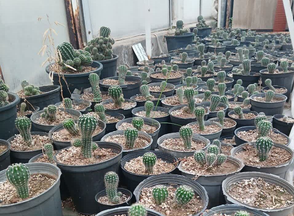 تحقیقات در زمینه گیاهان سازگار با اقلیم خوزستان در دانشگاه چمران اهواز کلید خورد