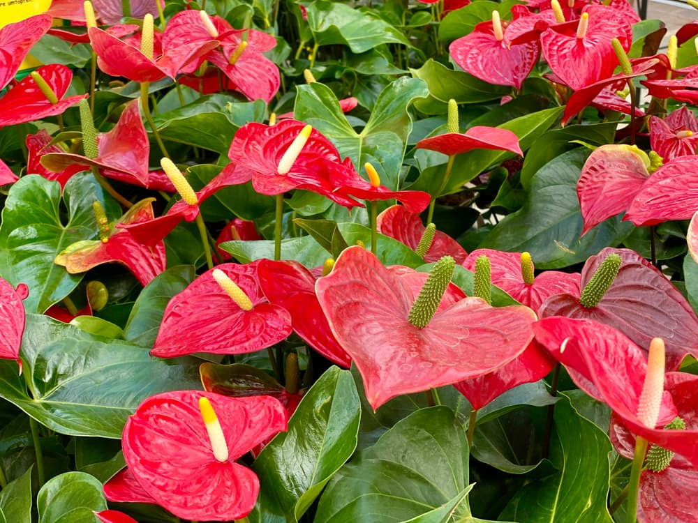 گیاه آپارتمانی آنتوریوم؛ گل قلبی که روح خانه را تازه می‌کند