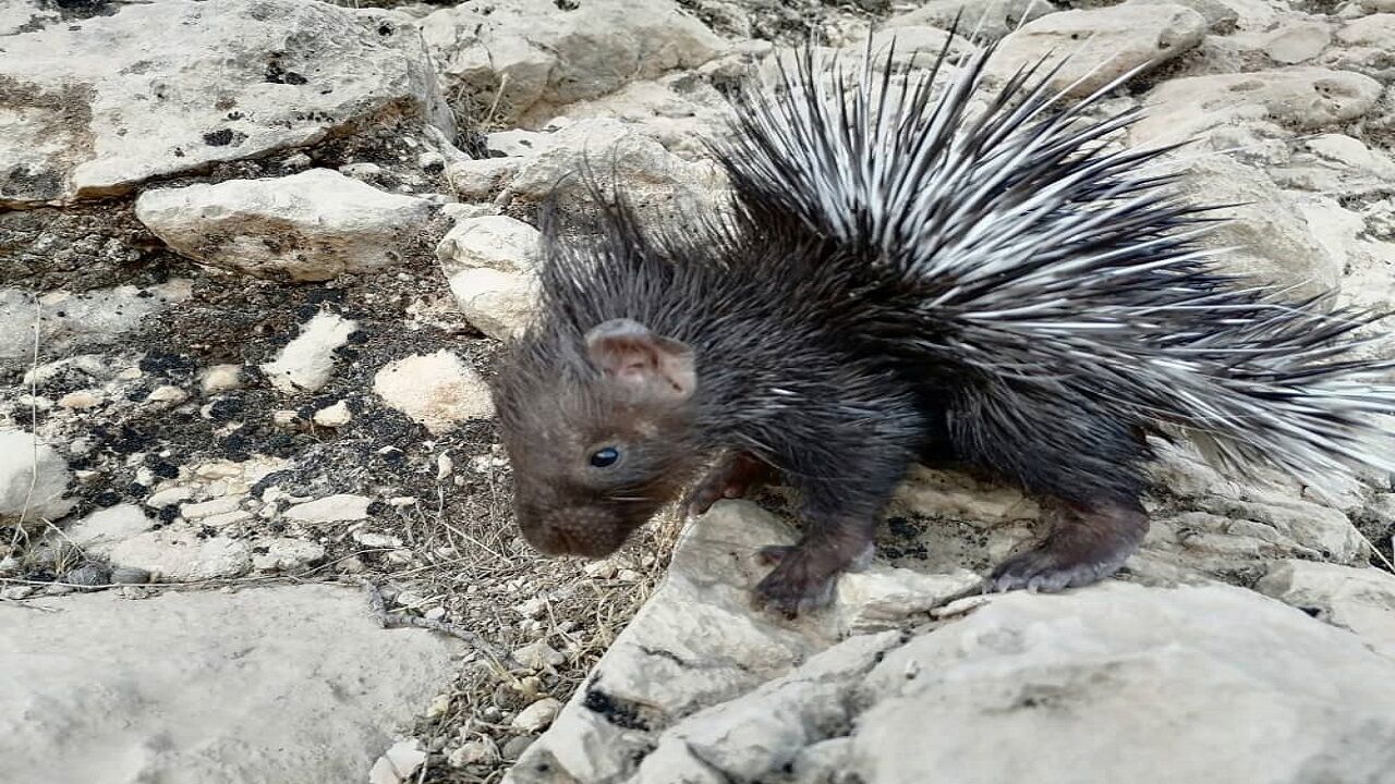دستگیری شکارچیان غیرمجاز تشی دشتستان دستگیری شکارچیان غیرمجاز تشی دشتستان