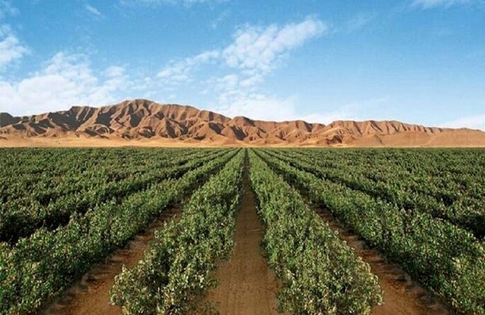 کشت، صنعت و دامپروری مغان در مسیر توسعه