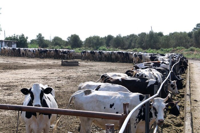 کشت، صنعت و دامپروری مغان در مسیر توسعه