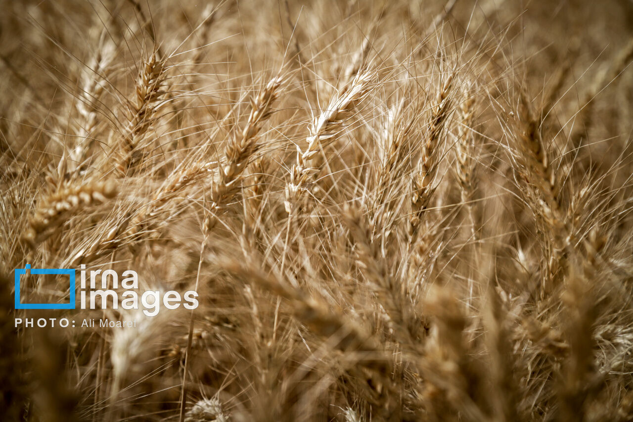 نماینده مجلس: کشت فراسرزمینی فرصتی برای توسعه همکاری ایران با کشورهای همسایه است