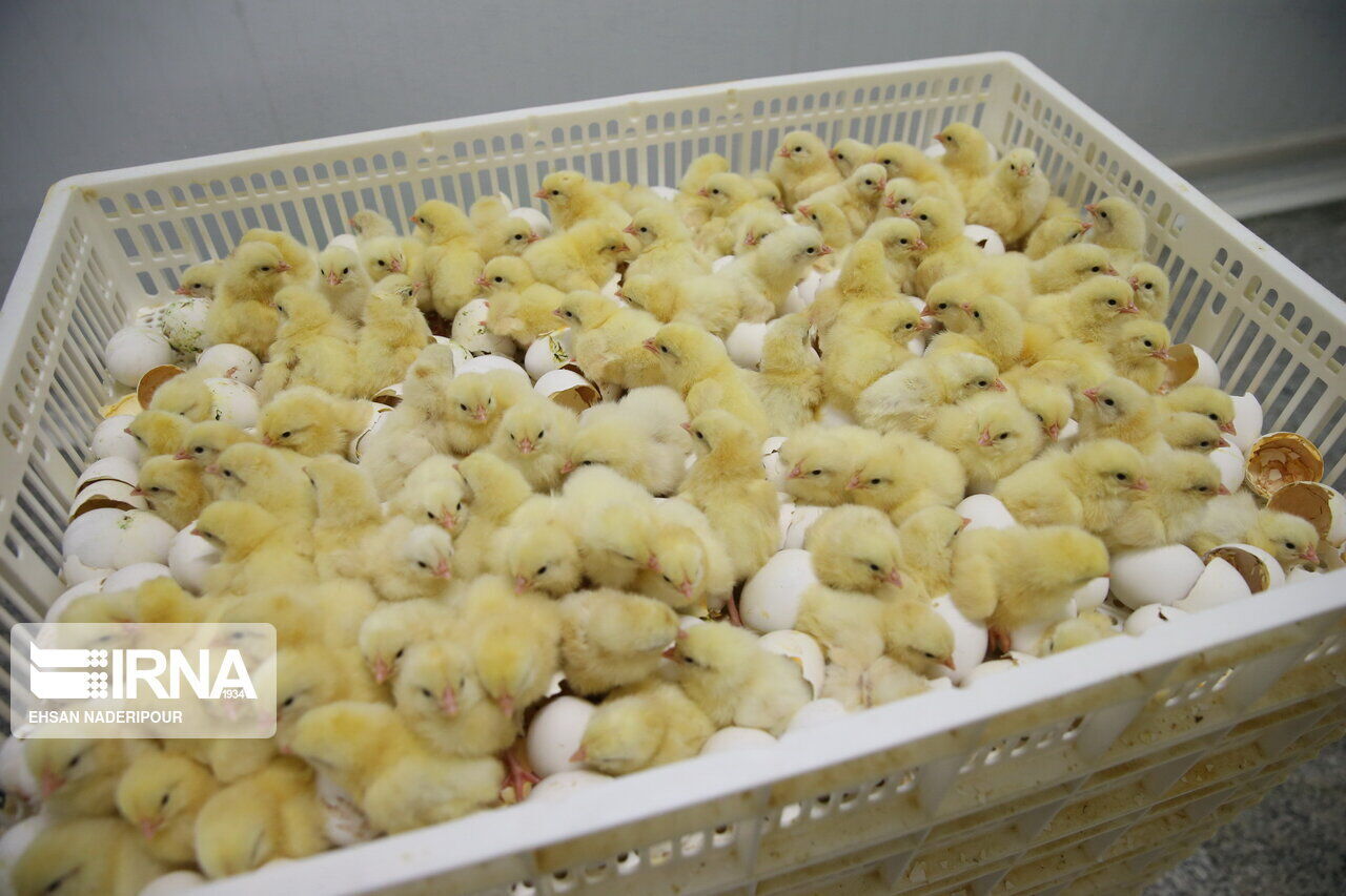 آغاز صادرات جوجه یک‌روزه و تخم‌مرغ نطفه‌دار به کشورهای منطقه