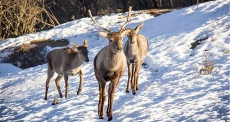 حال خوش گوزنهای زرد ایرانی در سایت فندقلو نمین حال خوش گوزنهای زرد ایرانی در سایت فندقلو نمین