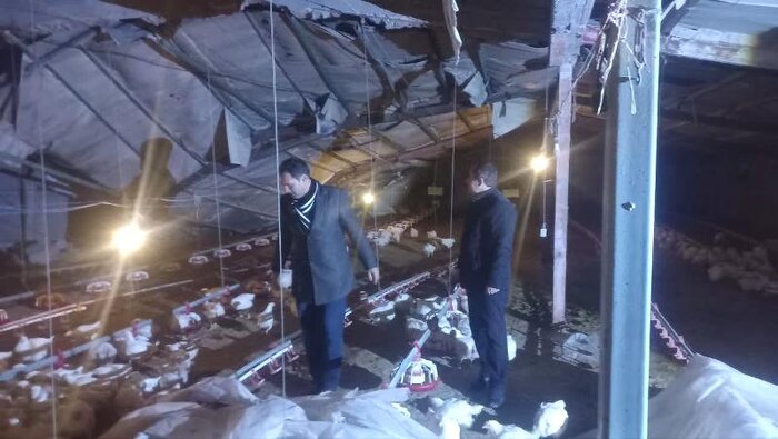 ۹۰ درصد مرغ و طیور مرغداری سرعین نجات یافتند