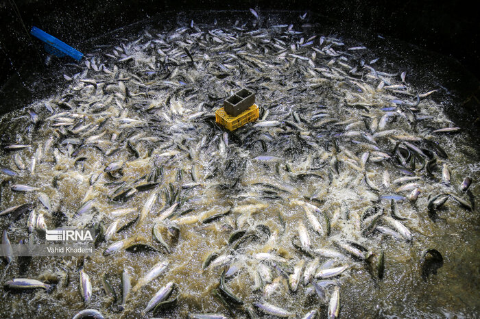 طرحی ساده برای جلوگیری از مهاجرت روستاییان؛ پرورش ماهی در حیاط خانه